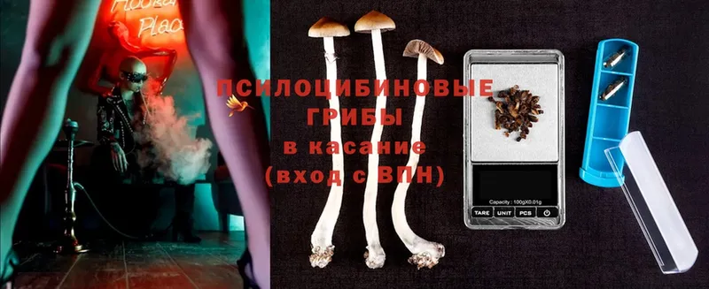 Псилоцибиновые грибы Psilocybe  OMG ТОР  Кириши  купить закладку 